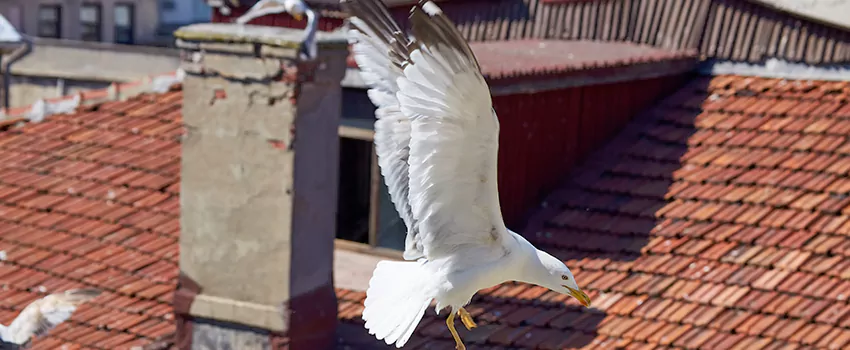 Residential Chimney Animal Removal Solution in Brunswick, ME