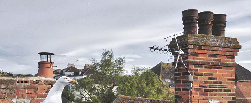 Chimney Cleaning And Restoration in Brunswick, Maine
